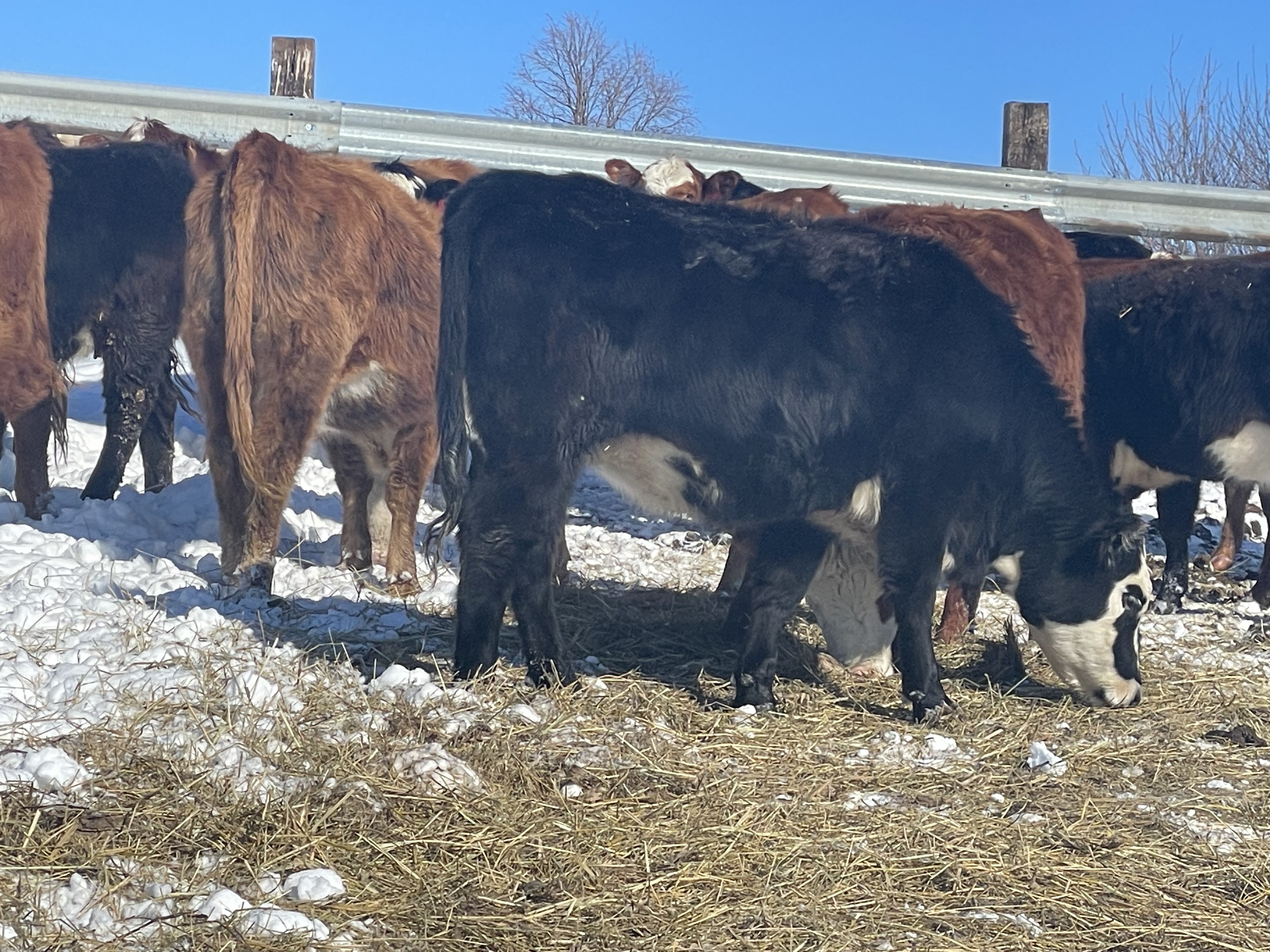 30 Baldy Bred Heifers